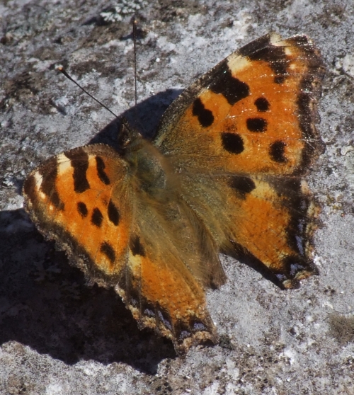 Nymphalis polychloros-Sulle rive dell''Adda!